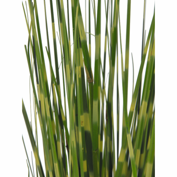 Zebrovaná tráva, 90cm