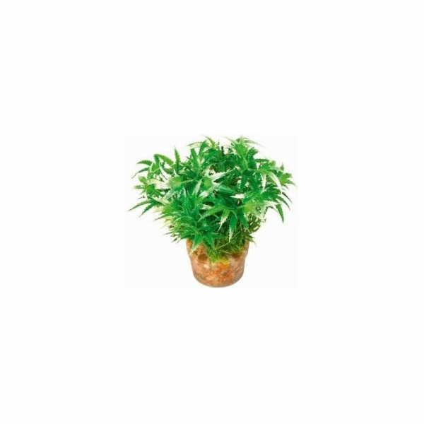 Zolux Malá rostlina ze sady č. 1