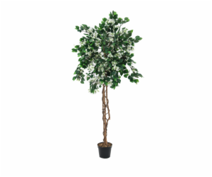 Bougainvillea bílá, 150 cm