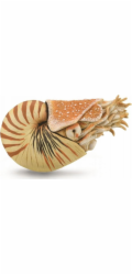 Figurka Collecta KRÁSNÁ LOĎ - CollectA - 88907 - XL