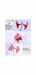 1x100 Olympia Lamin. folie DIN A5 125 micron           9177