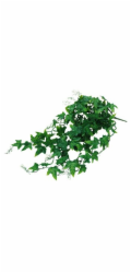 Lucky Reptile Jungle Plants Ivy Bush cca 50 cm