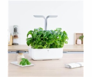 Véritable Lingot Bazalka mamutí