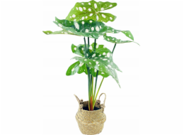 Eurofirany Alocasia, umělá květina v košíku