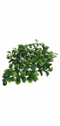 Lucky Reptile Turtle Plants Bacopa cca 40 cm