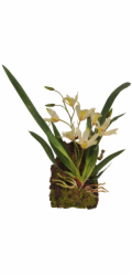 Lucky Reptile Jungle Plants kvetoucí Závěsná orchidej - bílá cca 20x30 cm