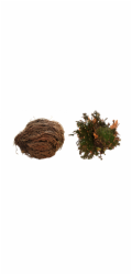 Lucky Reptile "Rose of Jericho" 50 g