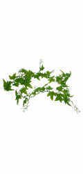 Lucky Reptile Jungle Vine Ivy Vine cca 200 cm
