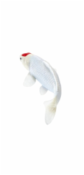 Mojo Kapr koi tancho