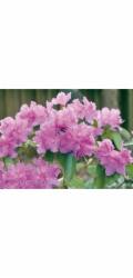 GROW by OBI Alpská růže OBI "PJMezitt" fialová výška cca 30 - 40 cm květináč cca 4 l rododendron