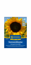 Kiepenkerl Sunflower "Rheingold Flash DMR" F1 Hybrid Helianthus annuus