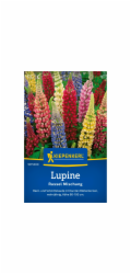 Lupinus polyphyllus - lupina Kiepenkerl