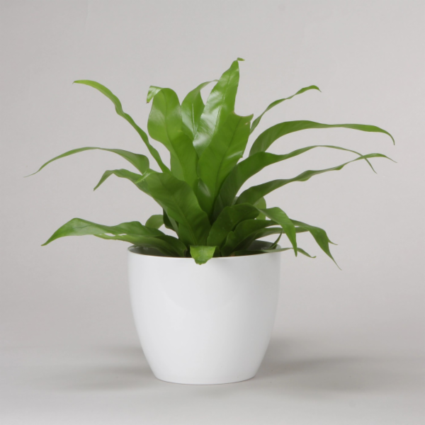 Sazeč Scheurich 920 O 37 cm Aljaška