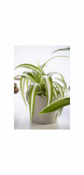 GROW by OBI Vital Food Pavoučí lilie Variegatum v květináči - cca 12 cm Chlorophytum comosum