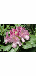 GROW by OBI OBI Rhododendron "Roseum Elegans" růžový, výška cca 30-40 cm, květináč cca 5l Rhododendron