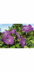 Sonstige Vždyzelená rostlina "Atropurpurea" Červenofialová Průměr květináče cca 9 cm Vinca minor