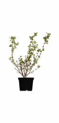 GROW by OBI OBI Zahradní jasmín "Sněhová bouře" bílý Výška cca 50-60 cm Květináč cca 3,5 l Philadelphus