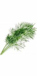 Véritable Lingot Kopr - BIO
