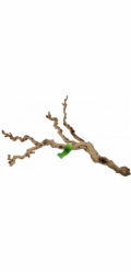 Lucky Reptile Grapevine Premium