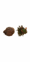 Lucky Reptile "Rose of Jericho"