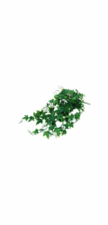 Lucky Reptile Jungle Plants