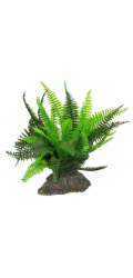 Lucky Reptile Fern cca 25 cm