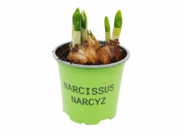 Narcissus květináč 9 cm