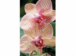 Stojí za uchování Mini 3D karta Orchid