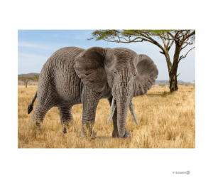 Schleich Wild Life Africka slonice