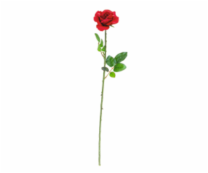 Růže, 65 cm