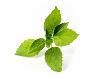 Véritable Lingot Citronová bazalka - BIO