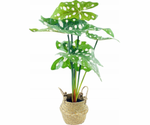 Eurofirany Alocasia, umělá květina v košíku