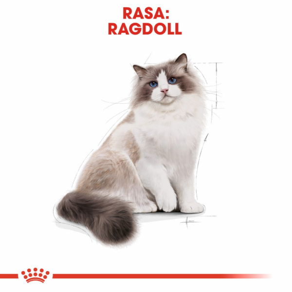 Royal Canin Ragdol Adult suché krmivo pro dospělé kočky r...