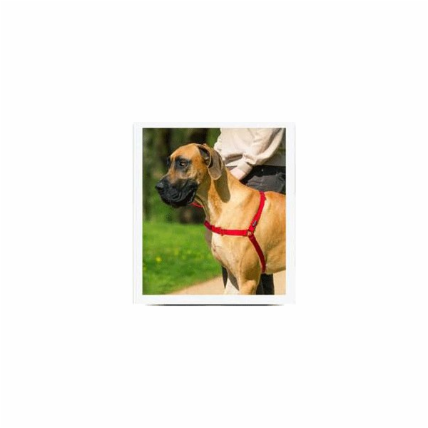 PetSafe® Postroj EasyWalk červený L