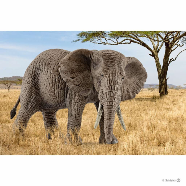 Schleich Wild Life Africka slonice