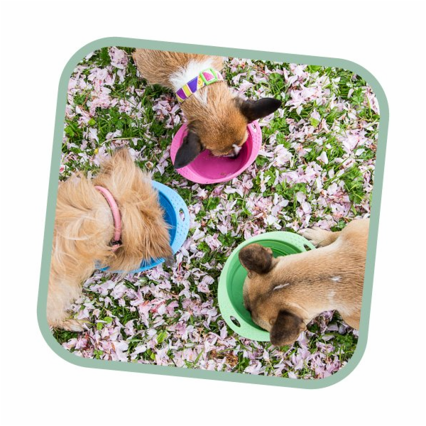 Miska pro psa, cestovní, BecoBowl Travel-pink L, EKO