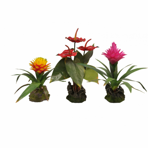 Lucky Reptile Jungle Plants kvetoucí Orchidej Lila, cca 4...