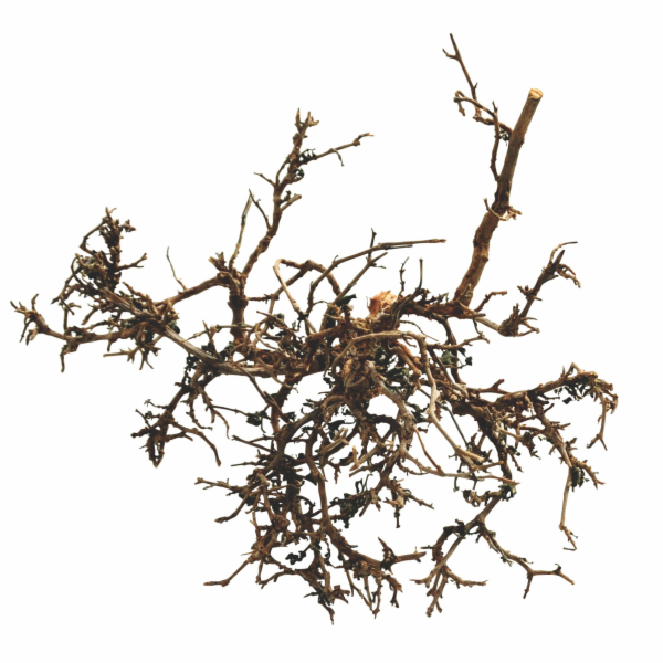 Lucky Reptile Desert Bushes Vybělené cca 15-20 cm