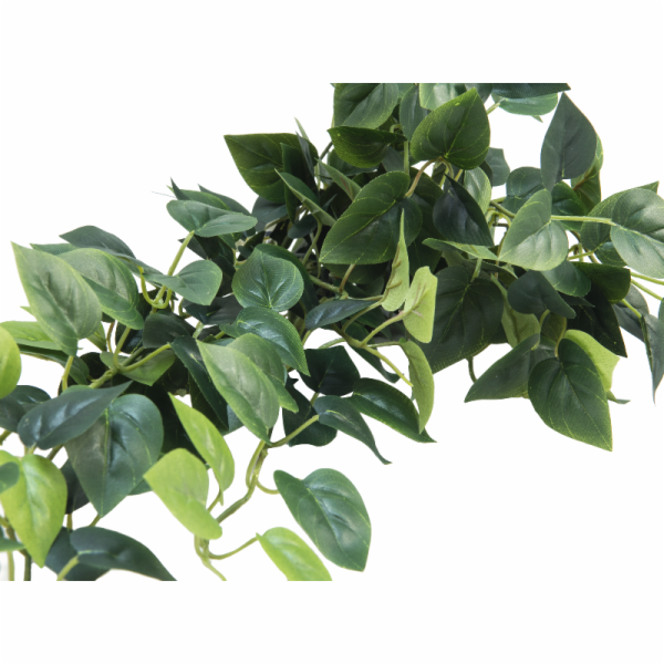 Pothos trs velký, 100 cm