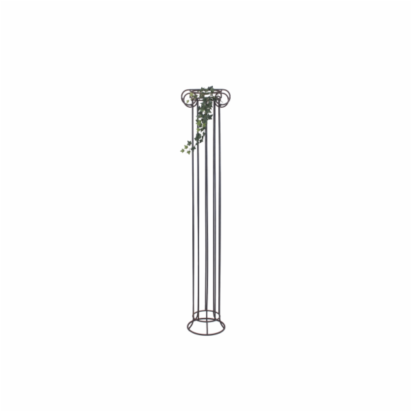 Divoký břečťan trs střední, 70 cm