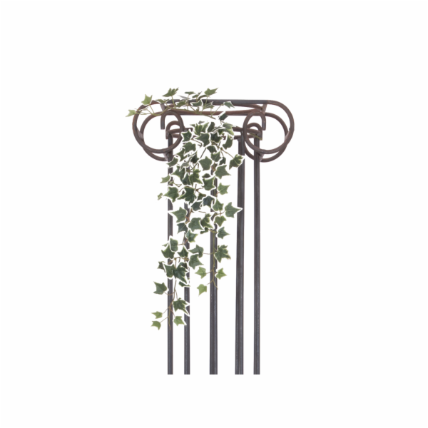 Holandský divoký břečťan trs střední, 70 cm