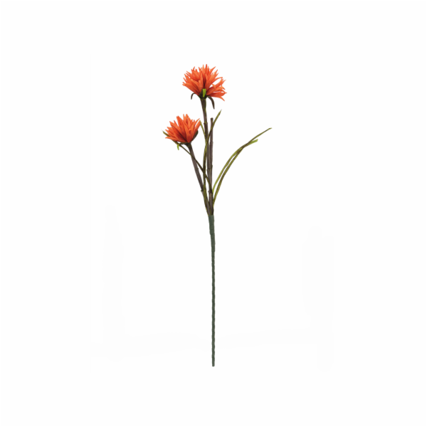 Jiřina oranžová, 100 cm