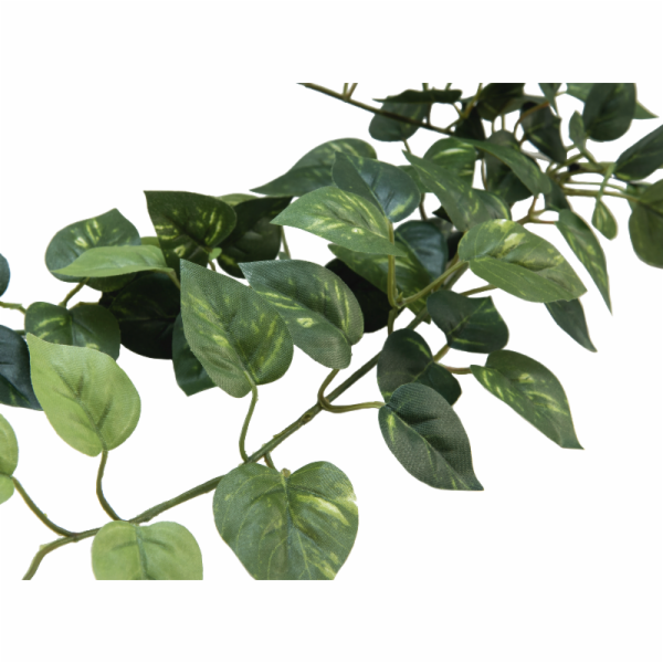 Pothos trs střední, 70 cm