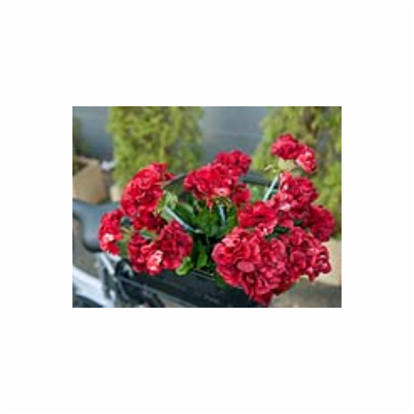 Europalms červená Pelargonie, 42 cm