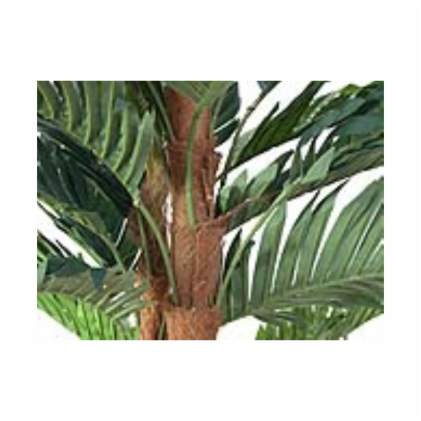 Kentia palma, 120 cm