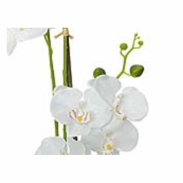 Orchidej s bílými květy, 80 cm