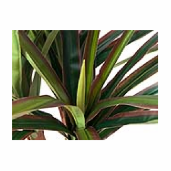 Dracena zeleno-červená, 120 cm