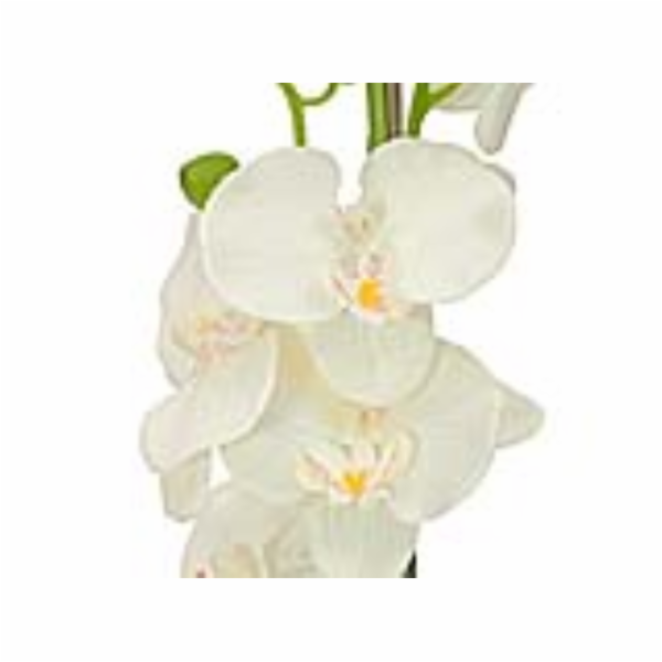 Orchidej se smetanovými květy, 80 cm