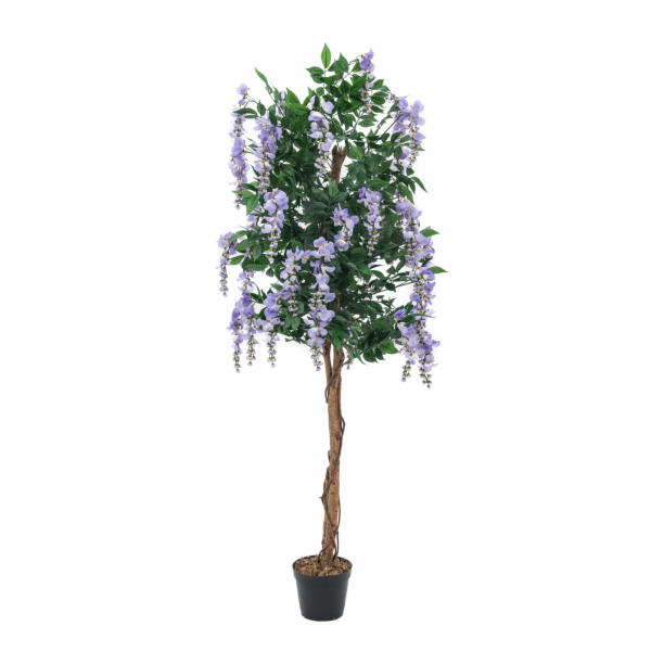 Vistárie fialová, 150 cm