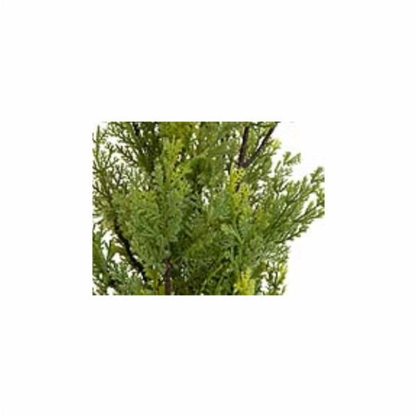 Cypřiš světlý v květináči, 60 cm